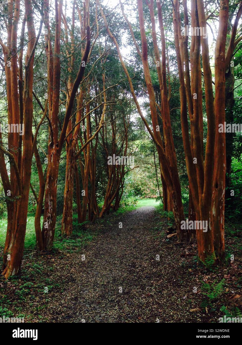 Enchanted tree lined path Stock Photo