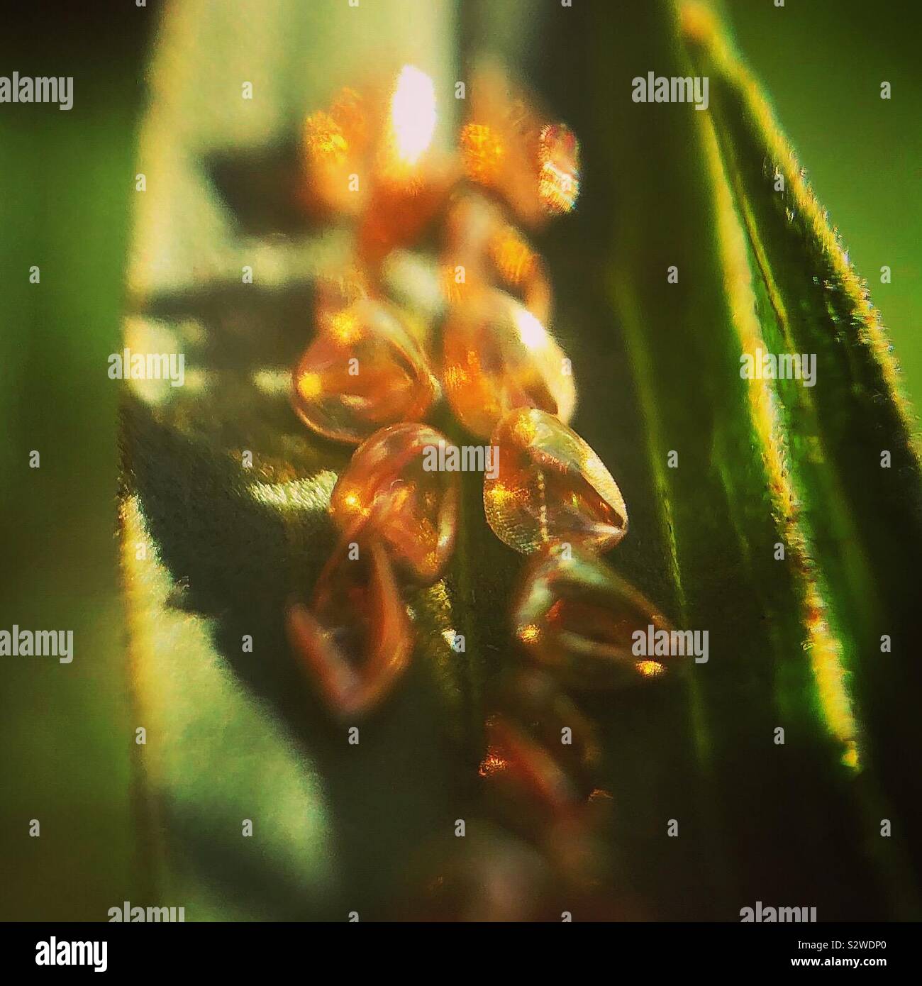 Leaf Footed Bug Eggs Wayne County Pennsylvania Stock Photo Alamy