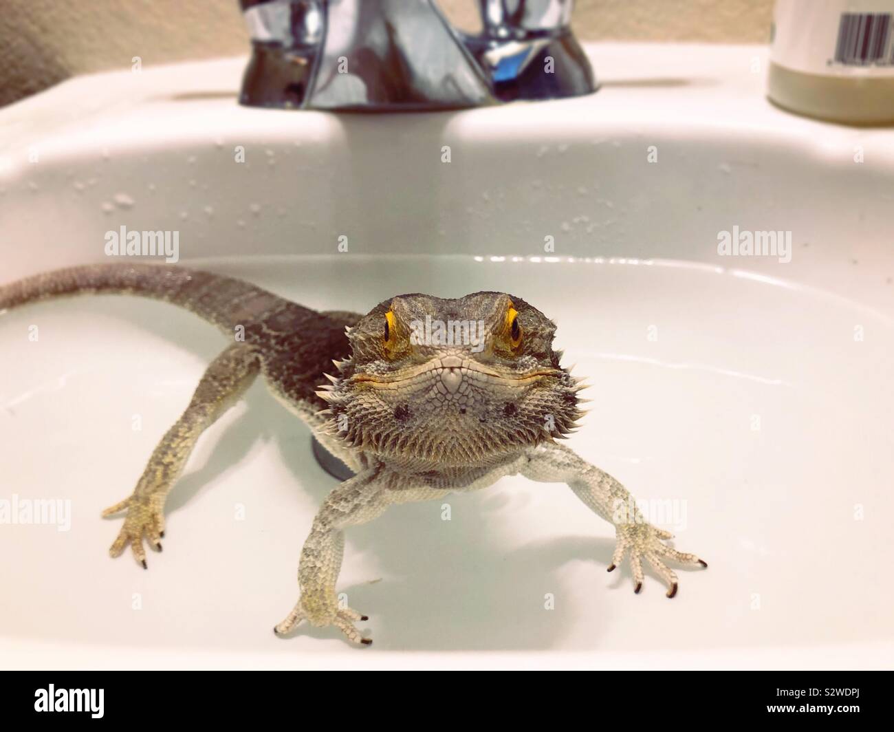 A pet bearded dragon bathing in a sink full of water Stock Photo Alamy