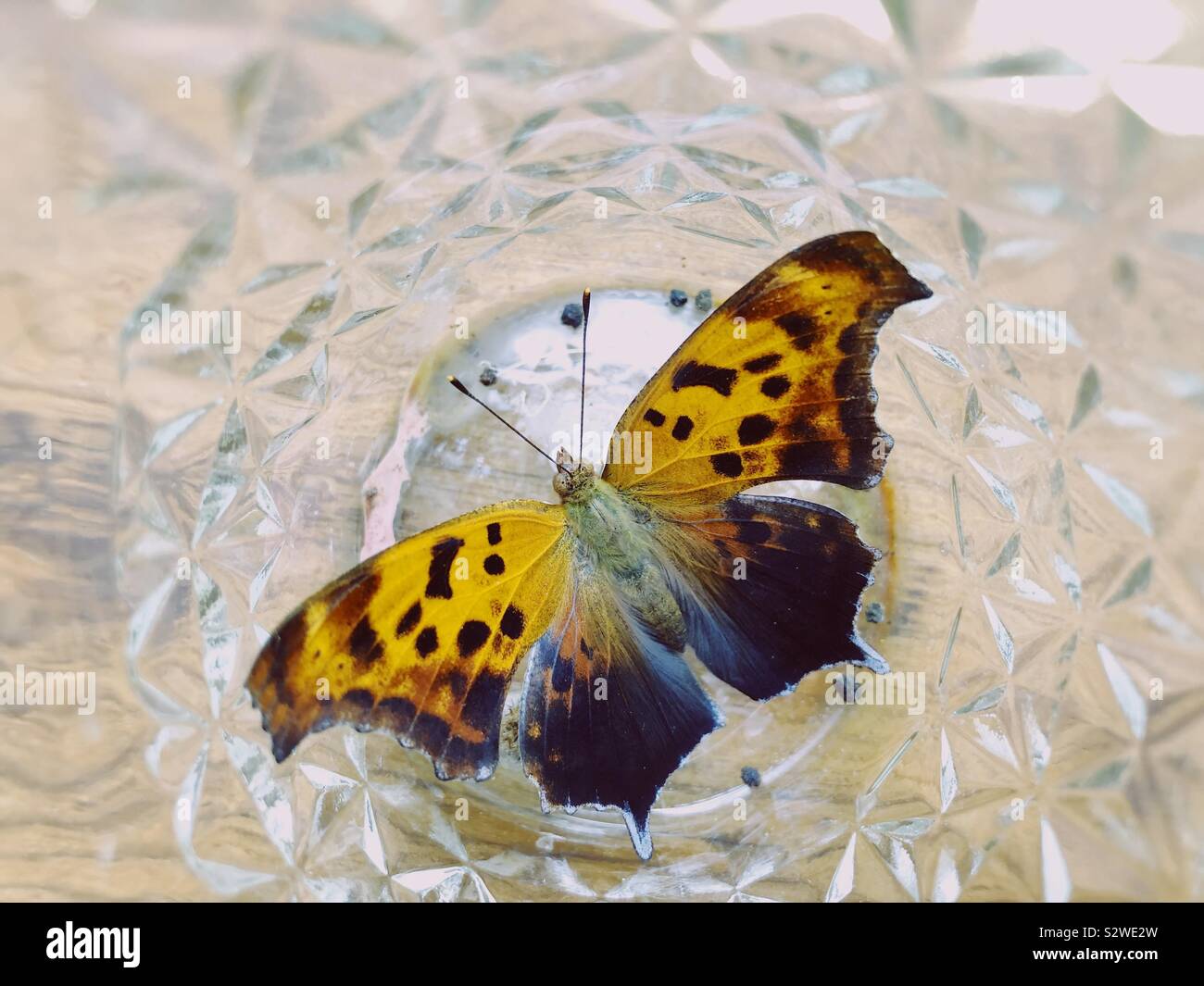 Eastern Comma butterfly Stock Photo