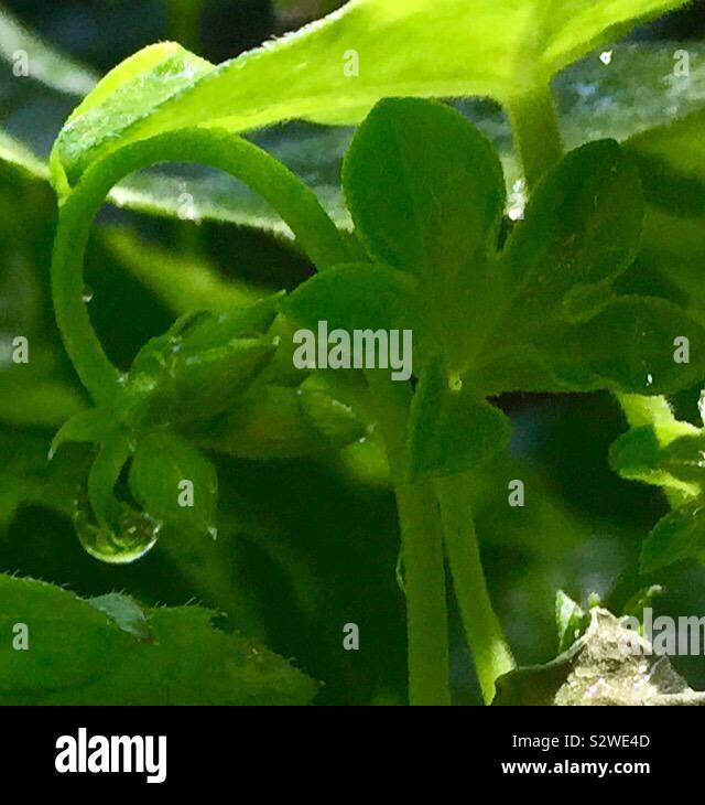 Green plant with rain drop Stock Photo