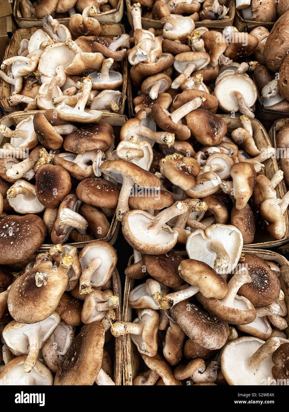 Big batch of late summer oyster mushrooms. Stock Photo