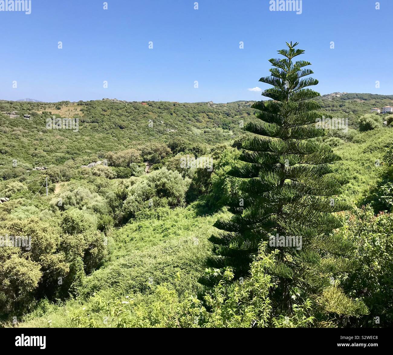 Norfolk Island Pine (Araucaria heterophylla, Araucaria excelsa), ornamental  tree on street side, Stock Photo, Picture And Rights Managed Image. Pic.  BWI-BS303950