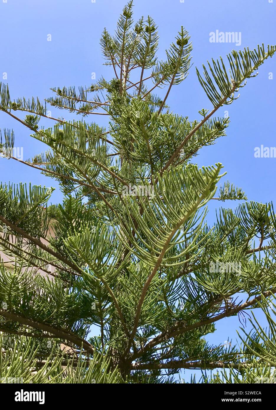 Norfolk Island Pine (Araucaria heterophylla, Araucaria excelsa), ornamental  tree on street side, Stock Photo, Picture And Rights Managed Image. Pic.  BWI-BS303950