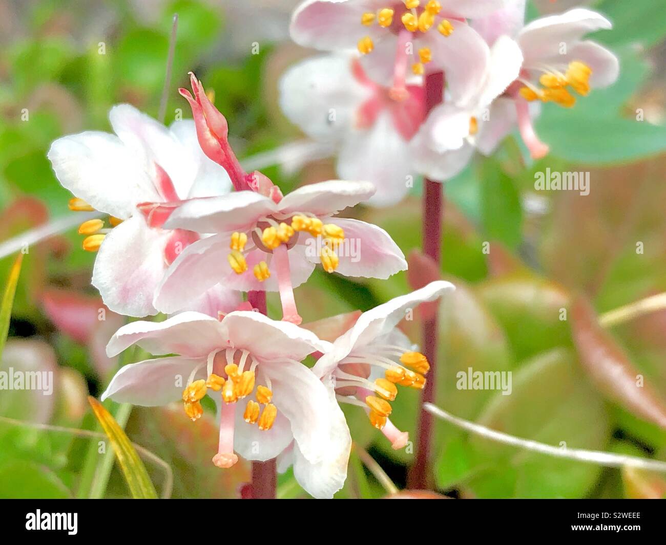 Arctic wintergreen flower Stock Photo