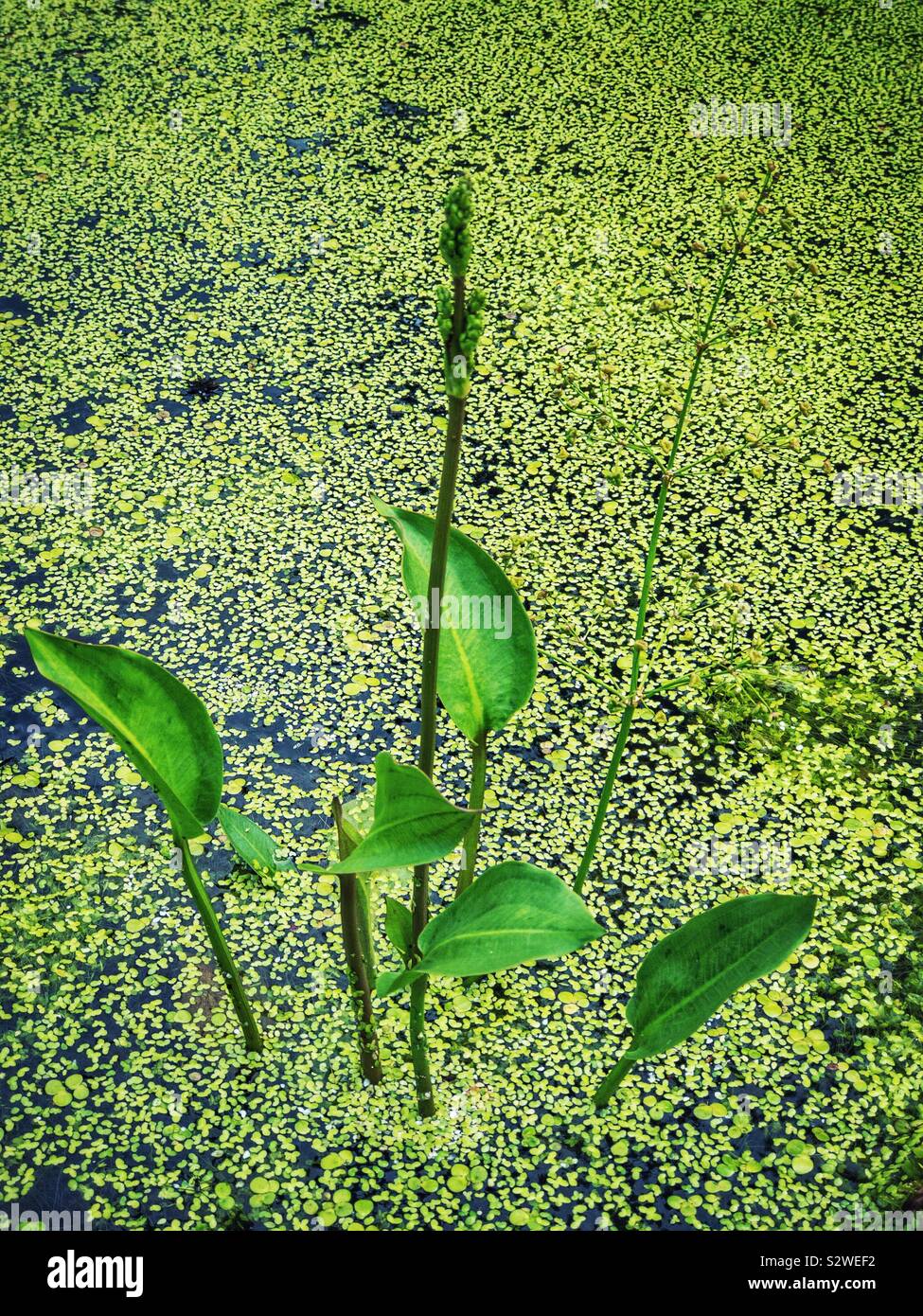 Aquatic plant and pond weed. Stock Photo