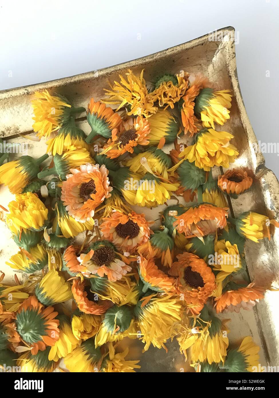 Dried marigolds calendula Stock Photo