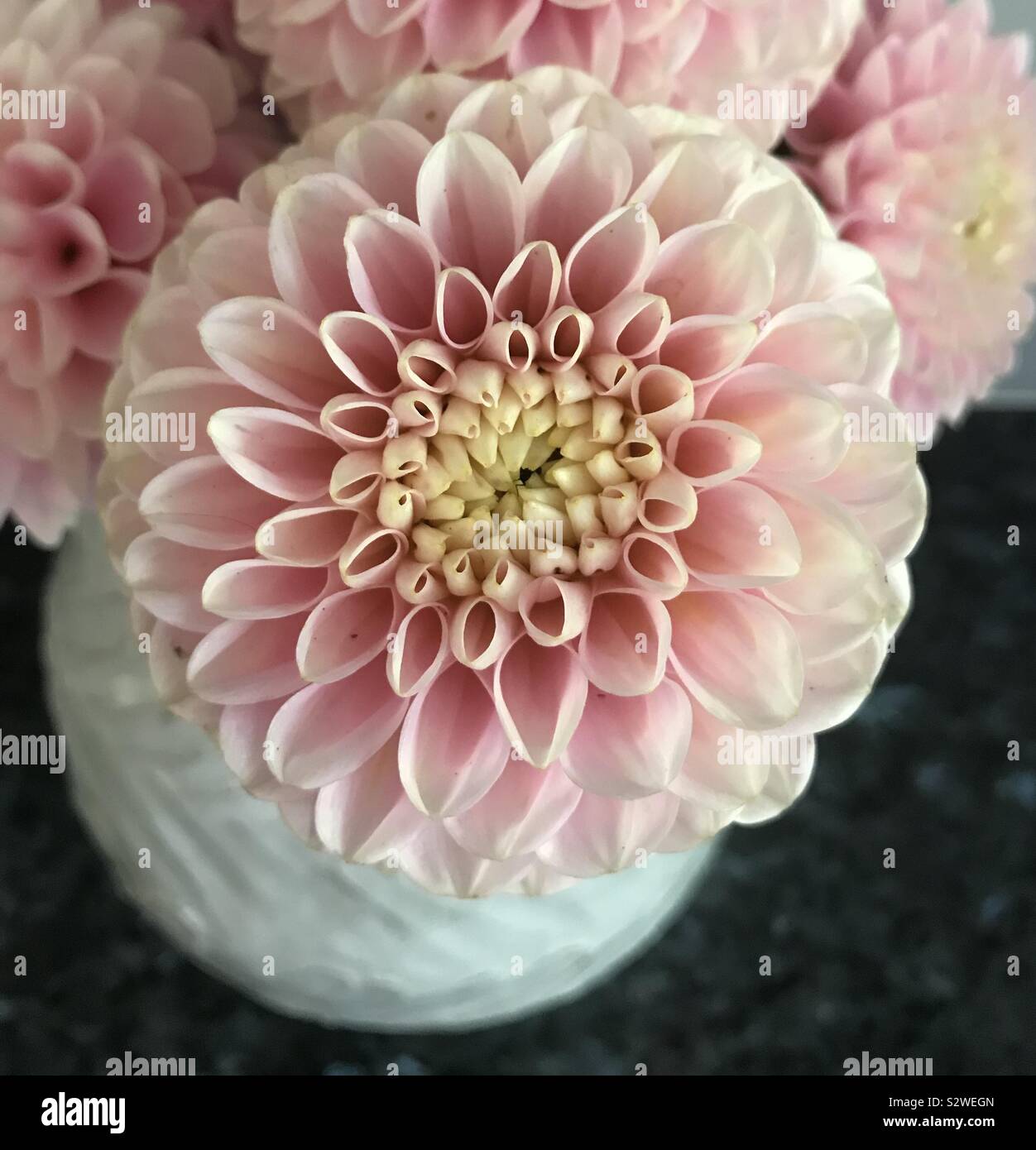 Baby pink Dahlia flower Stock Photo
