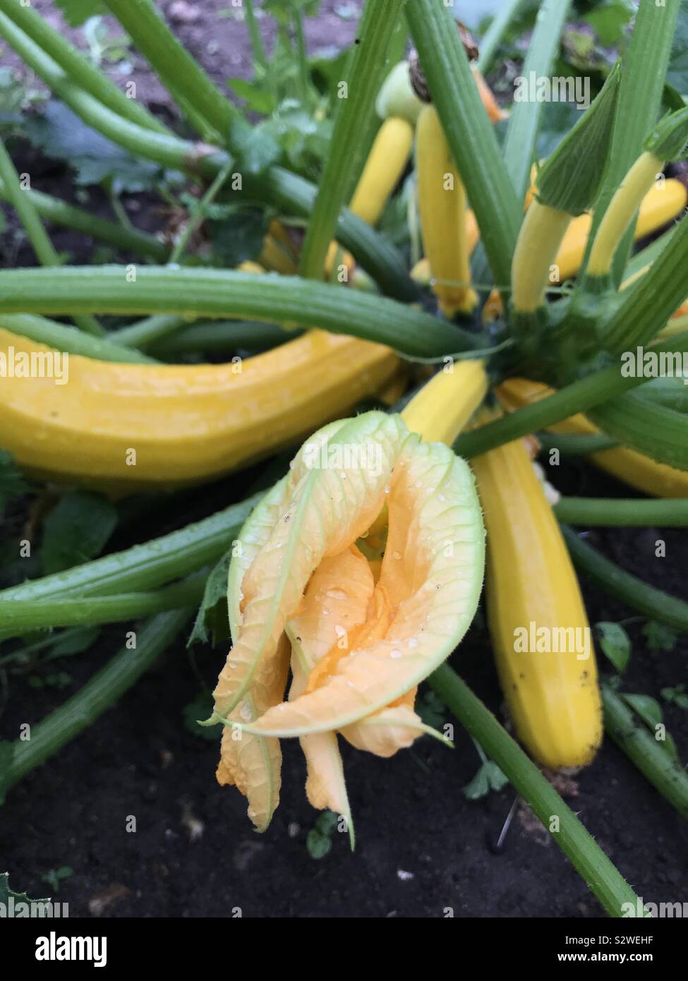 Courgette flowers Stock Photo