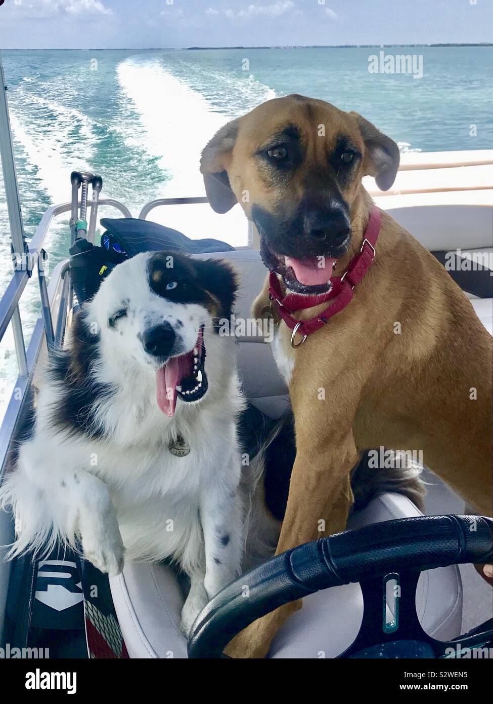 Dogs driving the boat hires stock photography and images Alamy