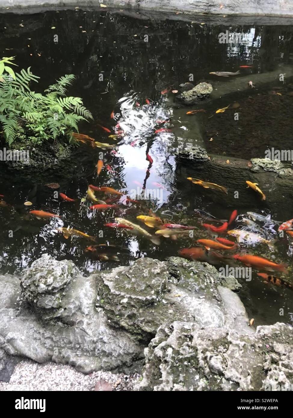 Koi pond Stock Photo