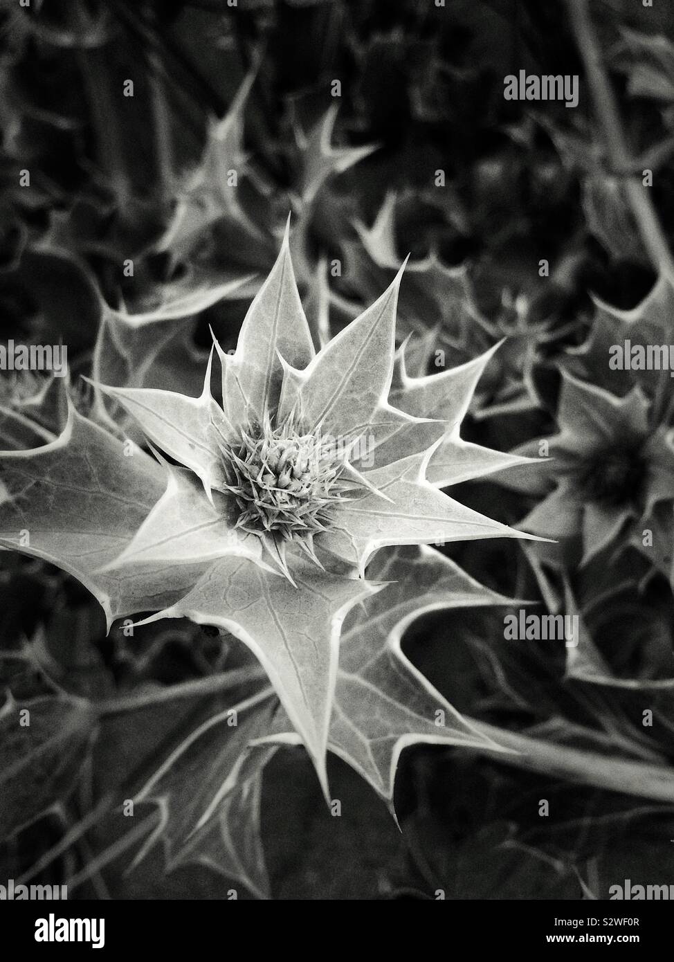Wild flowers on the Talacre beach on the north coast of Wales in the community of Llanasa, U.K. - Smartphone Captured Stock Image