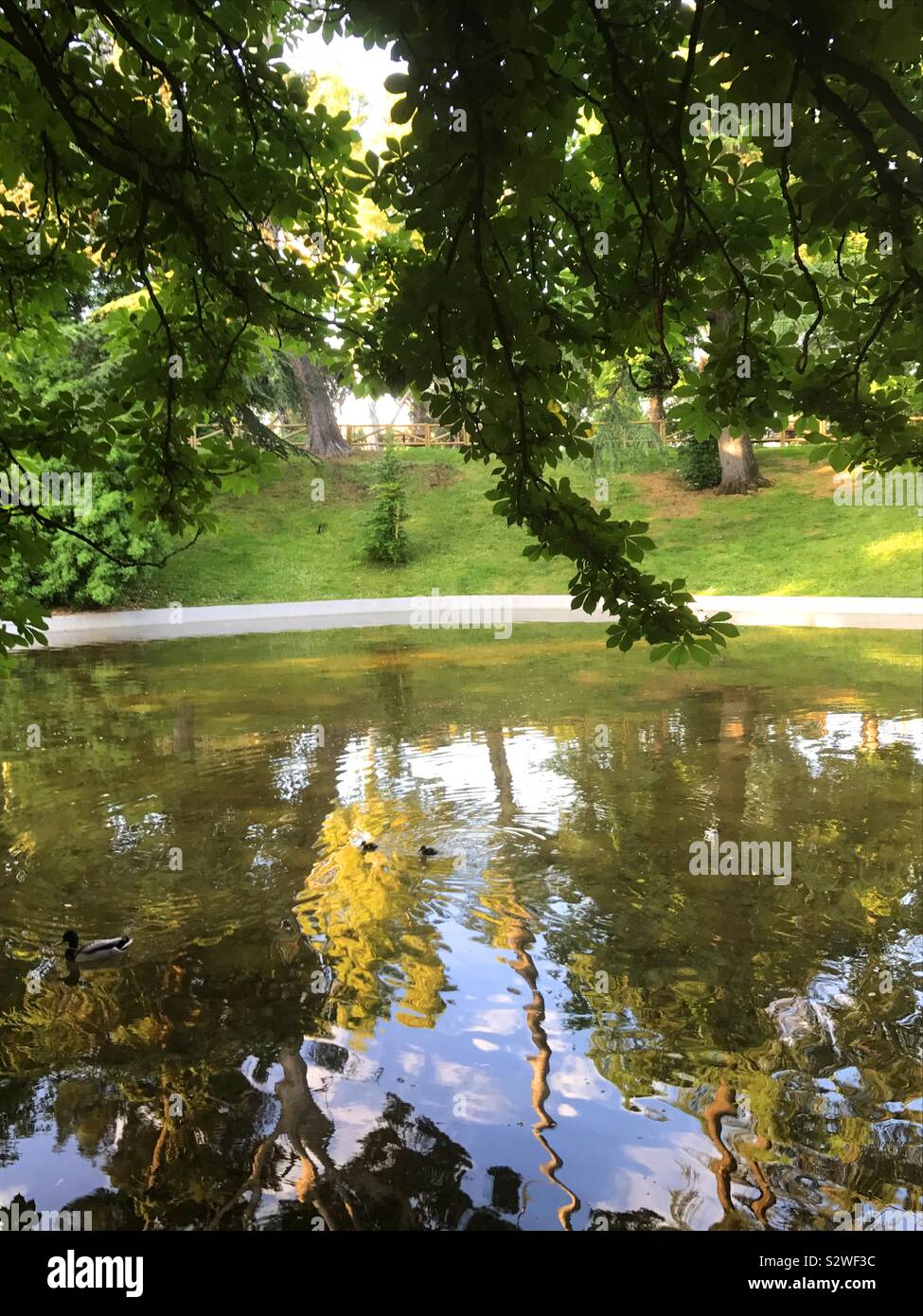Reflection on pond. El Retiro park, Madrid, Spain - Smartphone Captured Stock Image