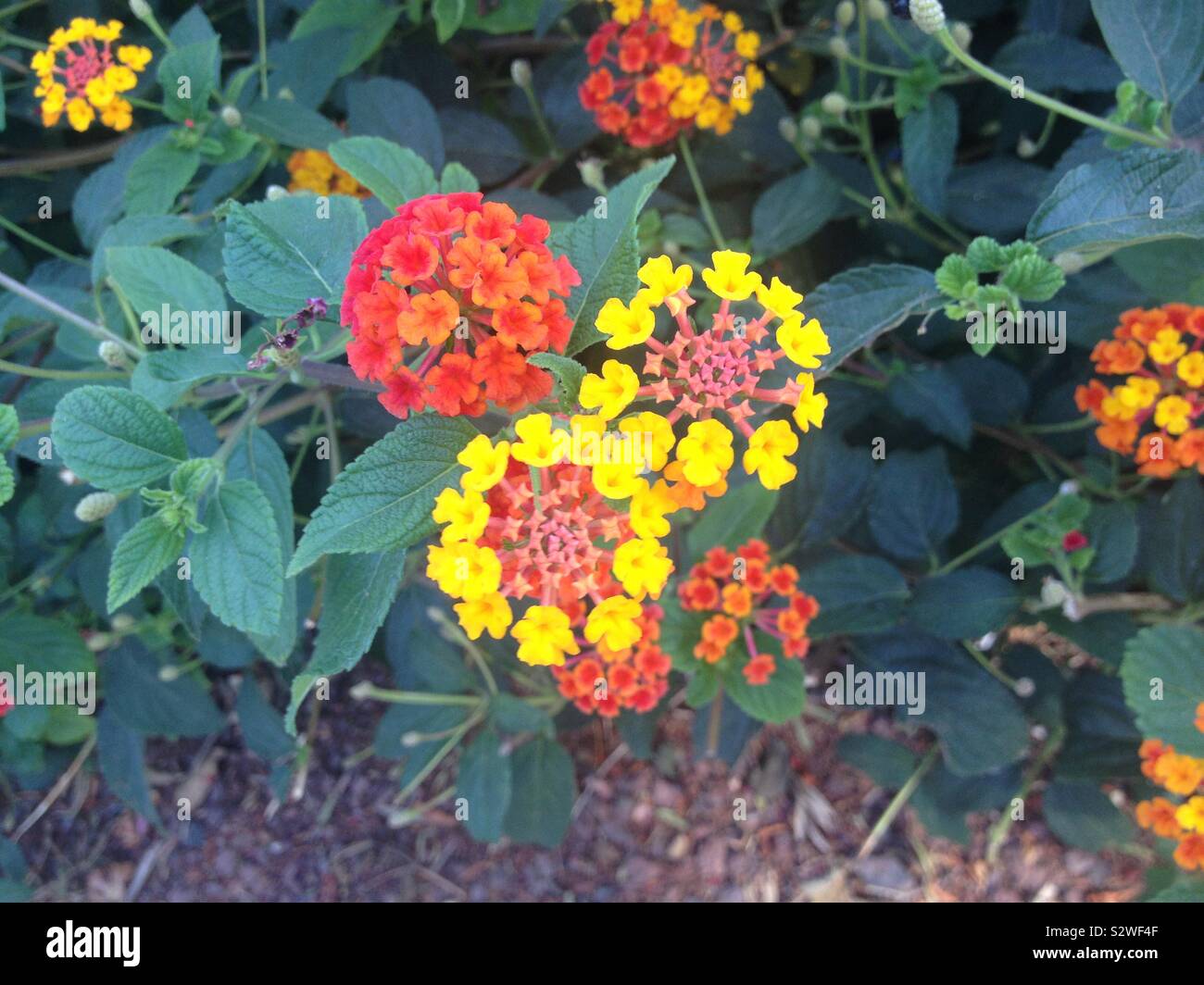 Orange red star shaped flowers hi-res stock photography and images - Alamy