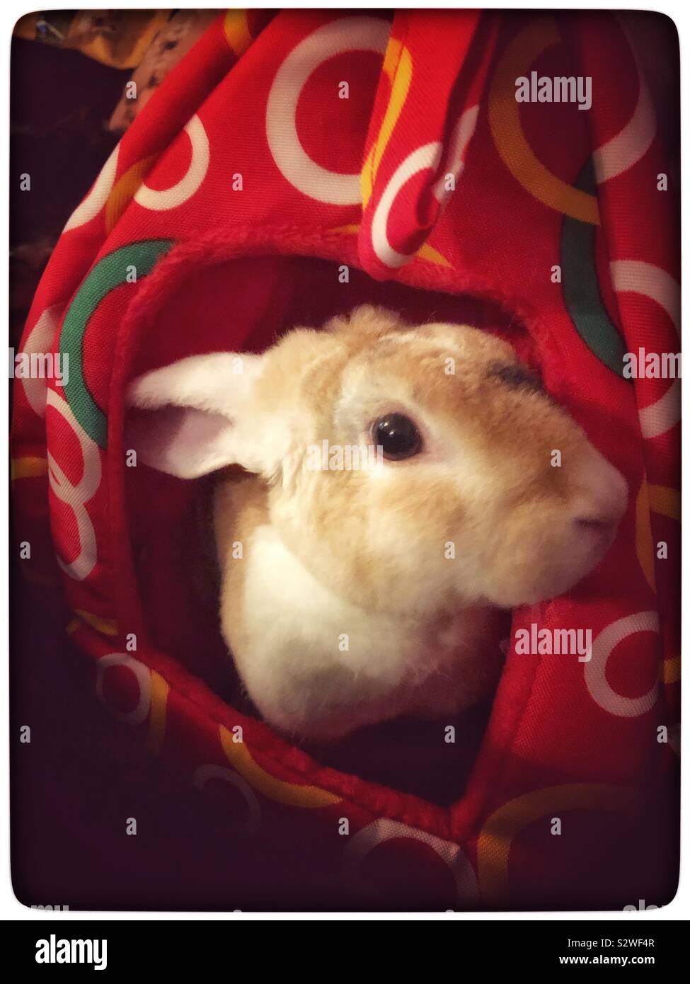 Rabbit peaking out of his bed Stock Photo