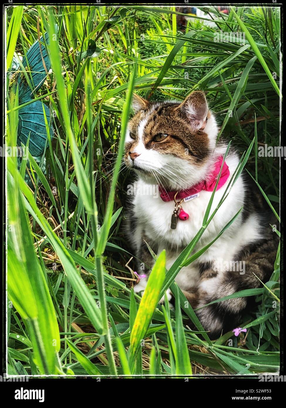 Cat in the jungle garden Stock Photo