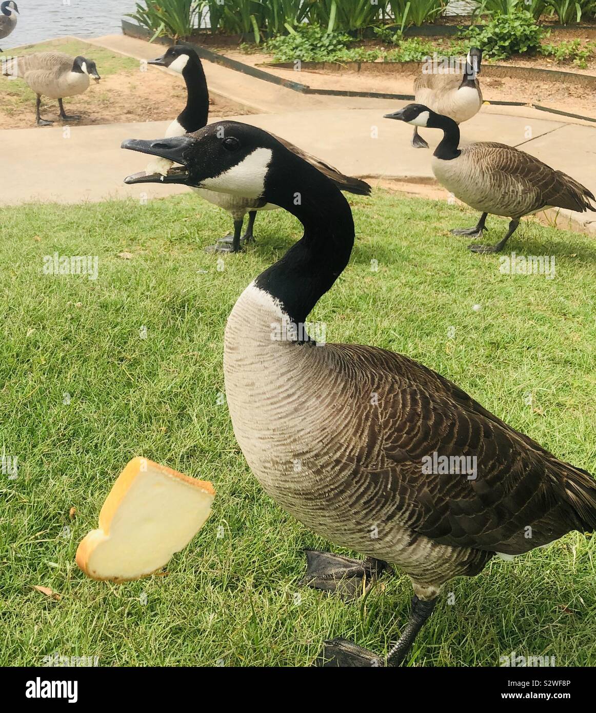 Should Geese eat bread Stock Photo Alamy
