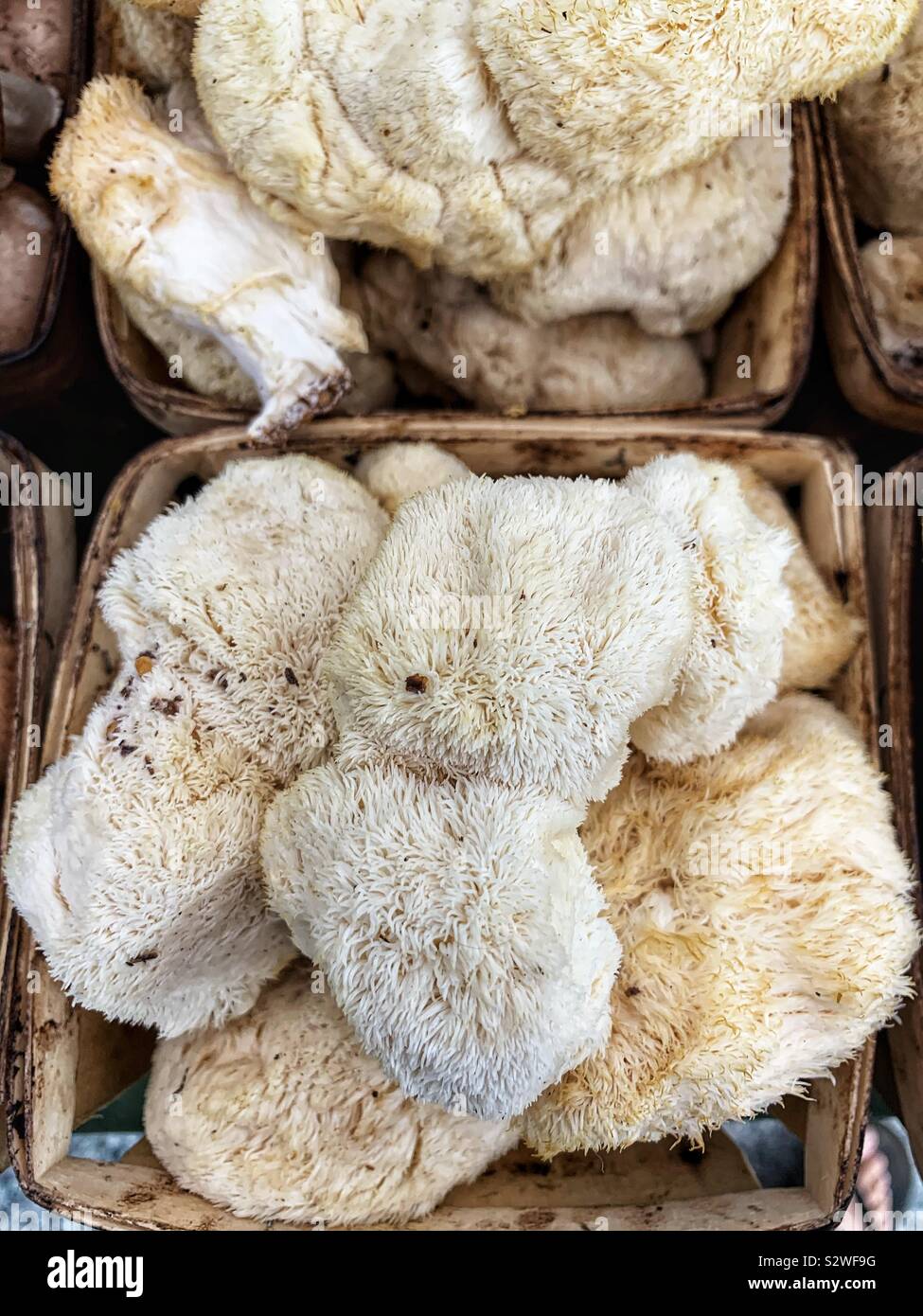 Hericium erinaceus, lion's mane mushroom, monkey head mushroom, bearded tooth mushroom, satyr's beard, bearded hedgehog mushroom, pom pom mushroom, or bearded tooth fungus Stock Photo