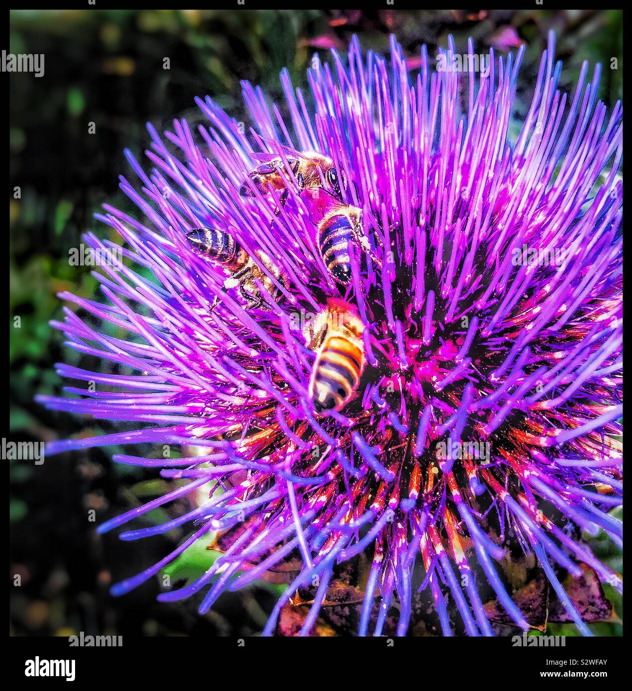 Bees on a Thistle. - Smartphone Captured Stock Image