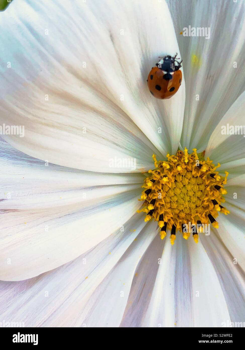A Ladybird resting on a white Cosmos flower - Smartphone Captured Stock Image