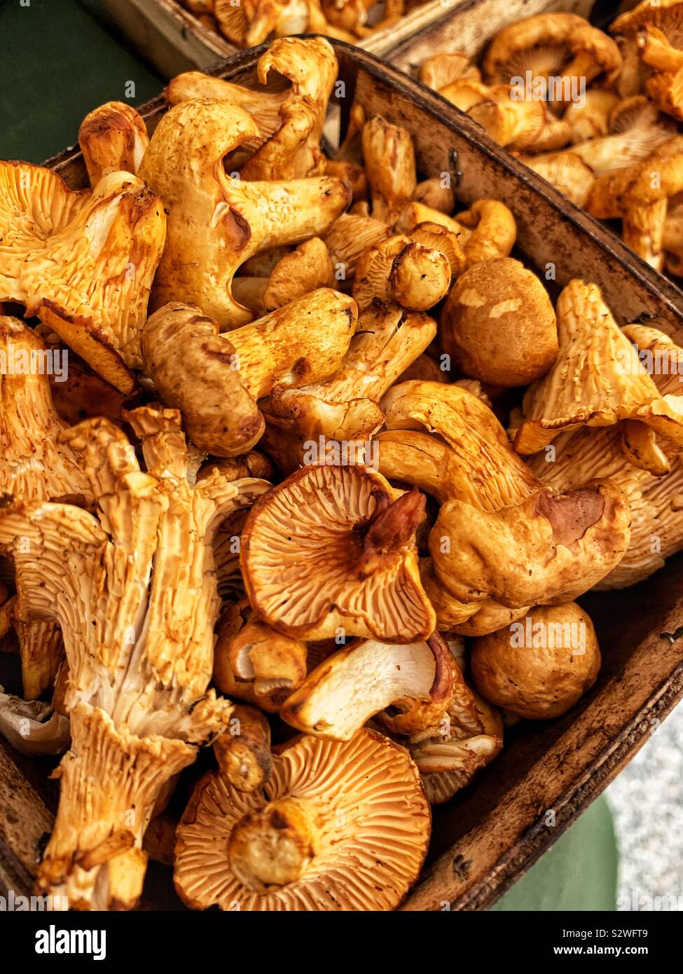 Wild, Cantharellus, Craterellus, Gomphus, and Polyozellus, Pfifferling, Cantharellus cibarius, mushrooms. Stock Photo
