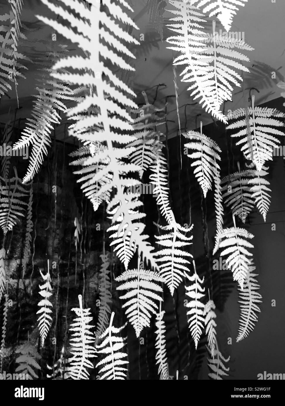 Hanging ferns hires stock photography and images Alamy