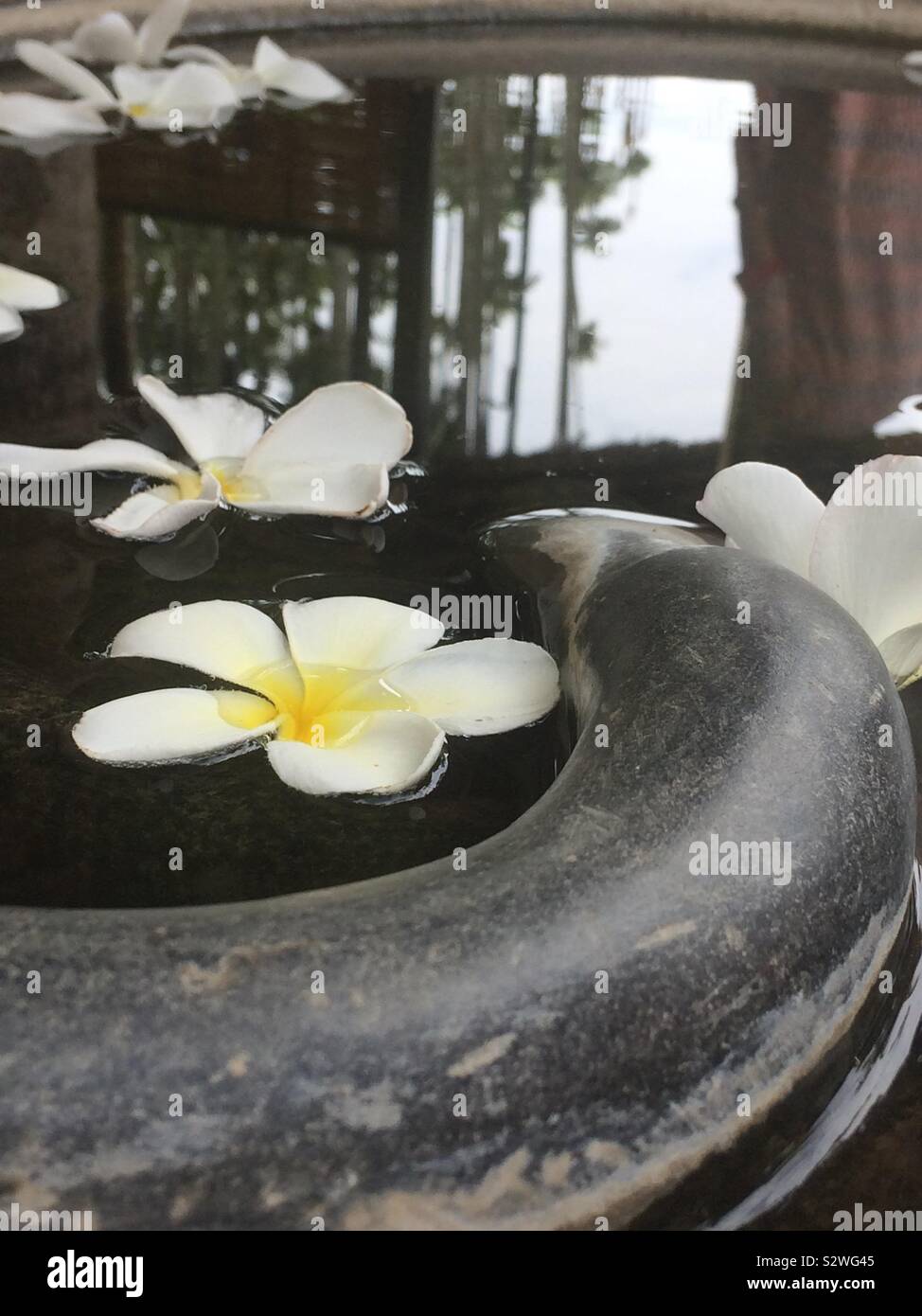 beautiful flowers in water Stock Photo Alamy