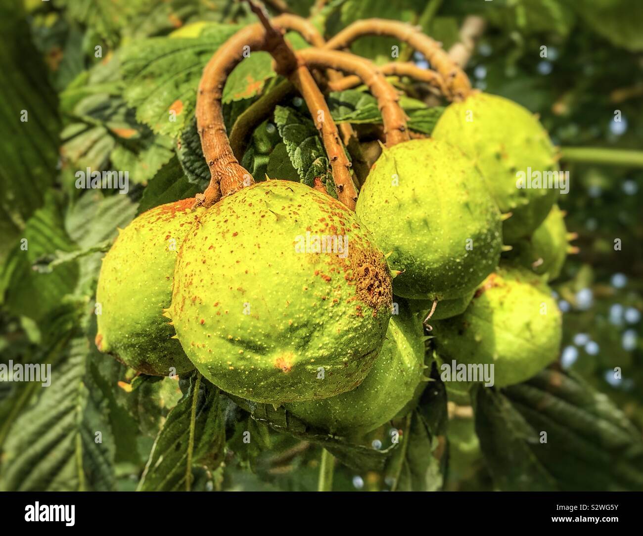 Horse chestnut tree with conkers Stock Photo Alamy