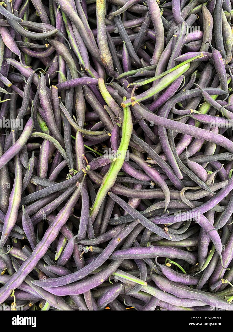 Purple beans hires stock photography and images Alamy