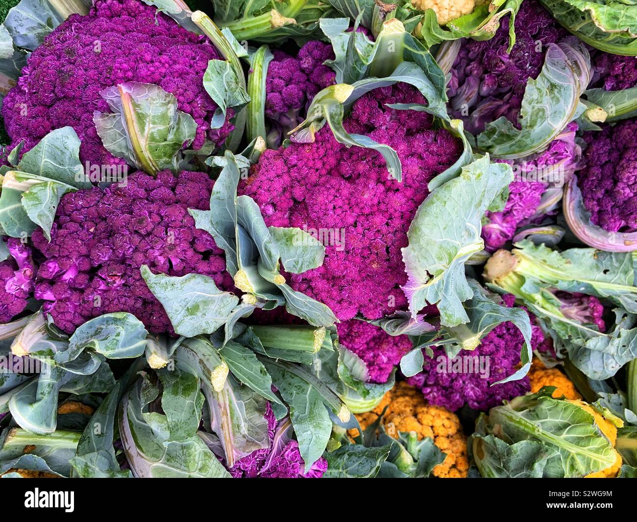 Farm fresh purple cauliflower heads Stock Photo Alamy