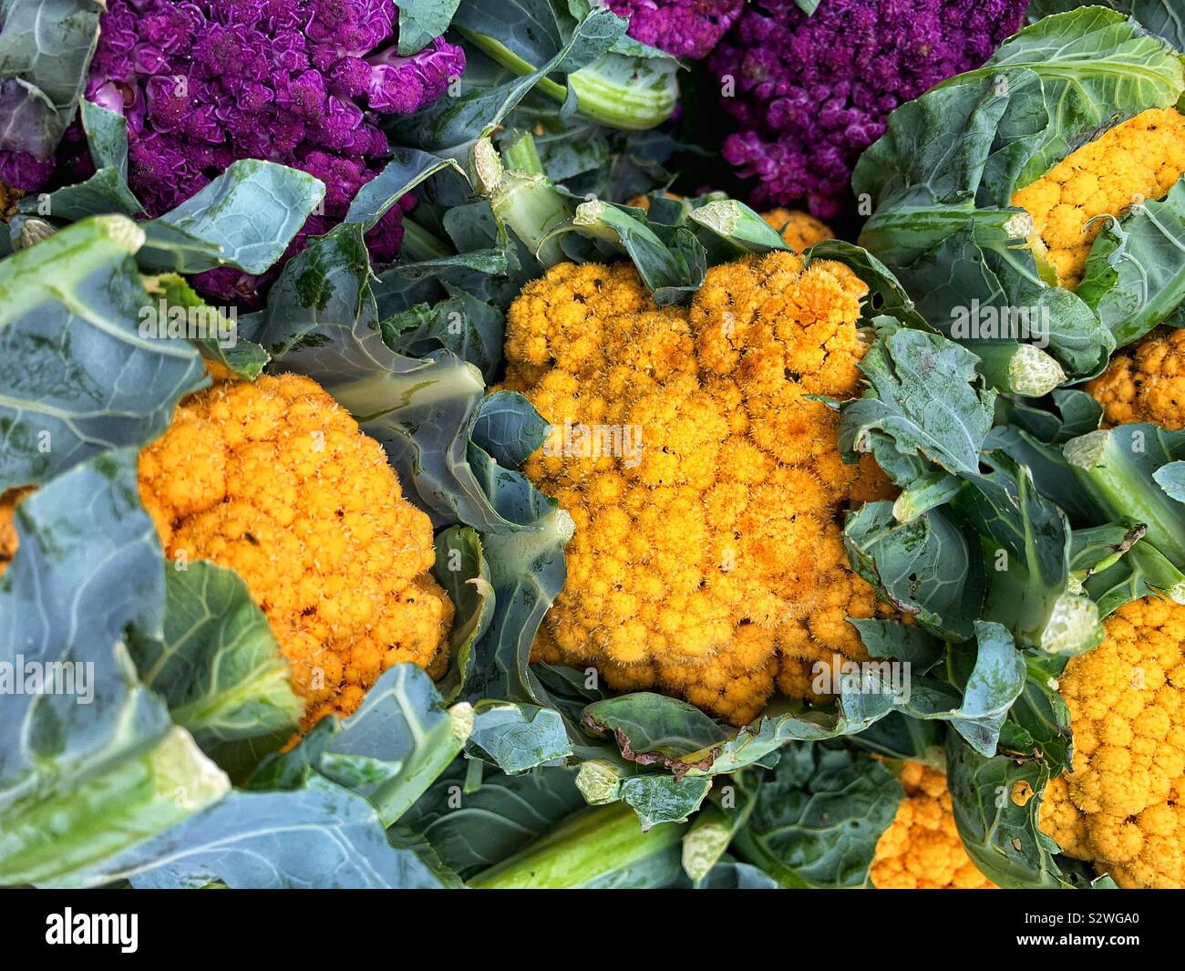 Yellow cauliflower heads. Stock Photo