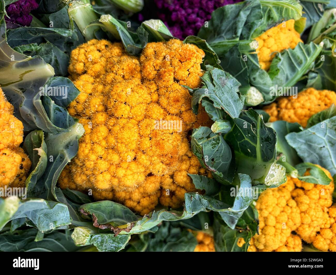 Yellow cauliflower heads. Stock Photo