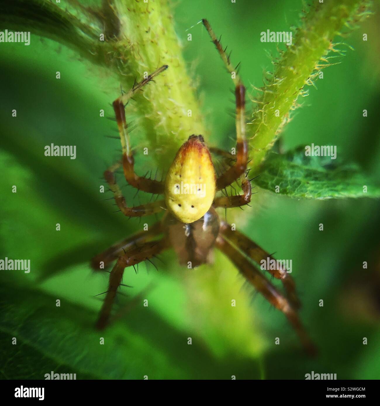 Sixspotted orb weaver,Wayne County, Pennsylvania Stock Photo Alamy
