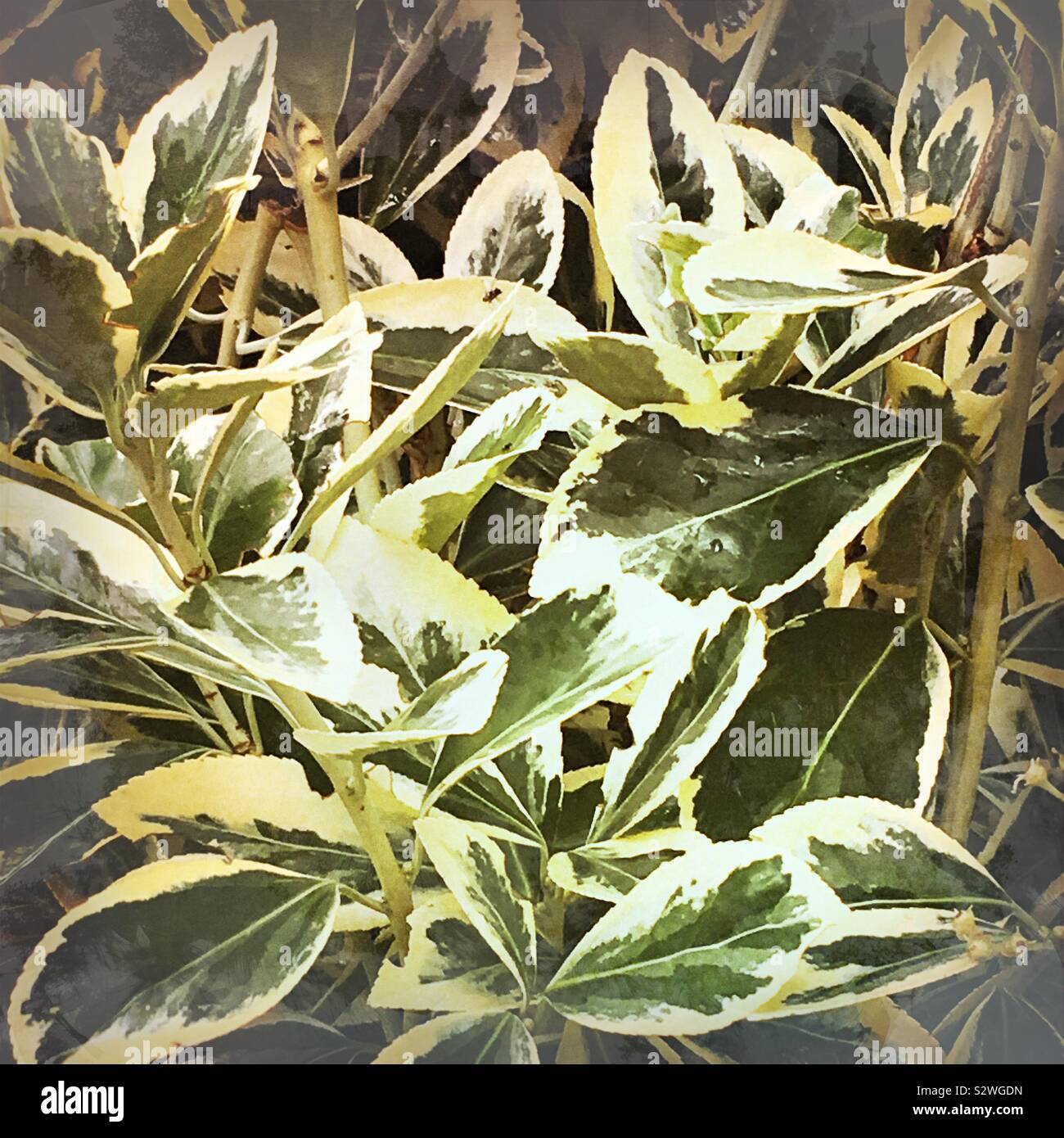 Becoming A Horticulturist Plant Id Week 7