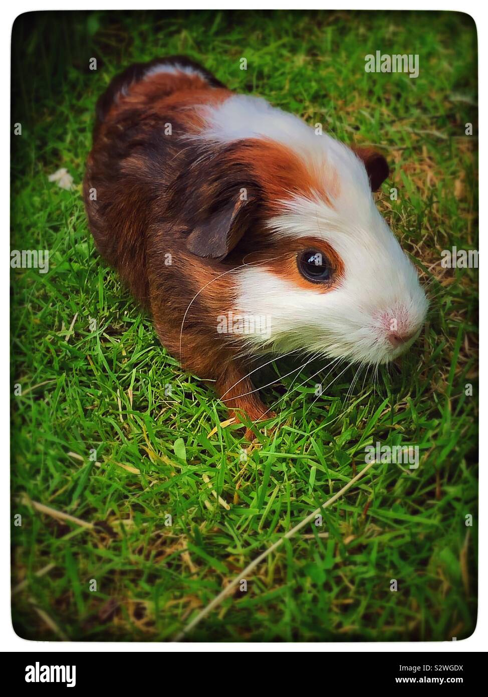 Brown and white guinea pig on grass Stock Photo