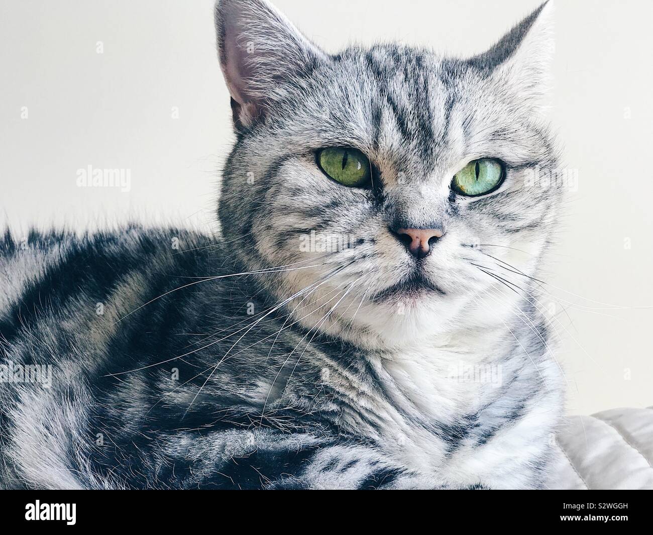 Silver Tabby British Stock Photos Silver Tabby British