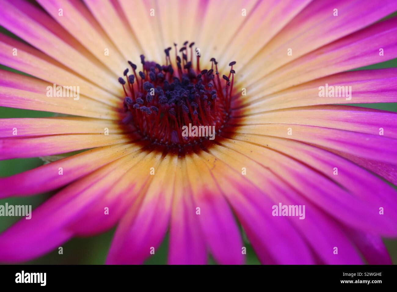 Mesembryanthemum in close Stock Photo