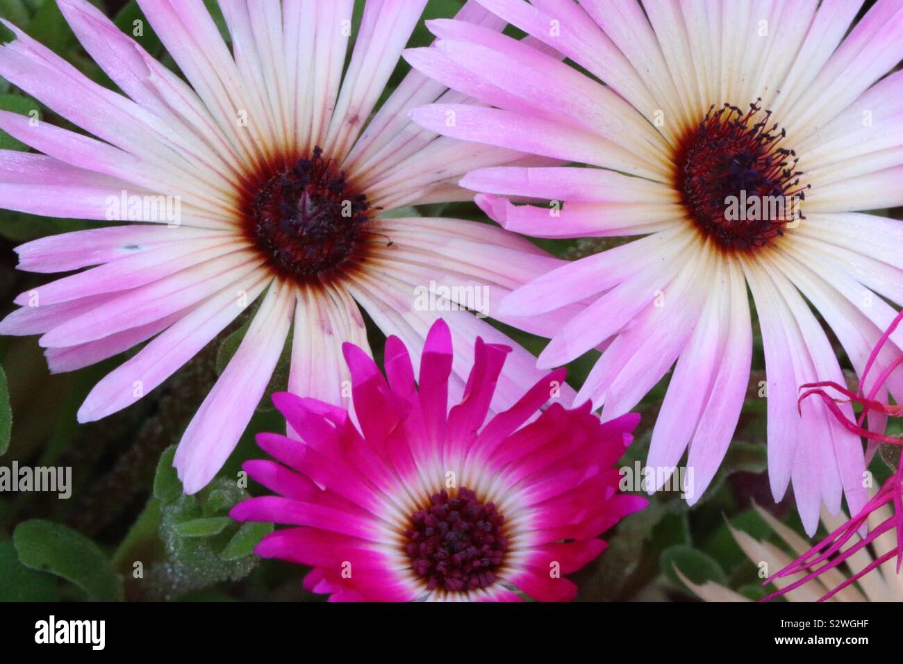Multiple Mesembryanthemum in bloom Stock Photo