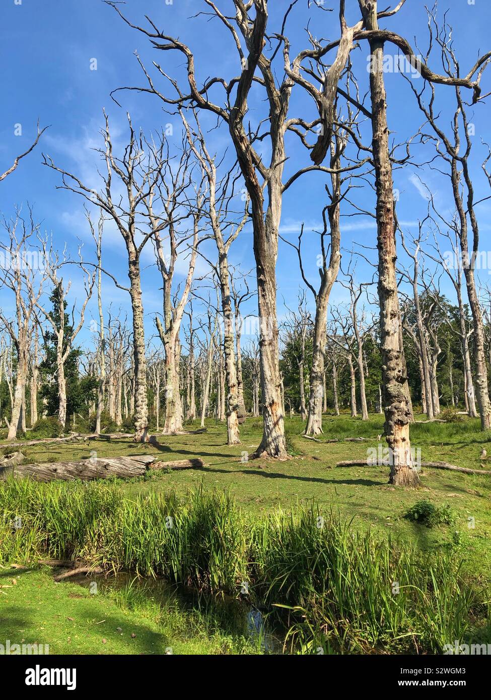 Dead standing oak trees hires stock photography and images Alamy