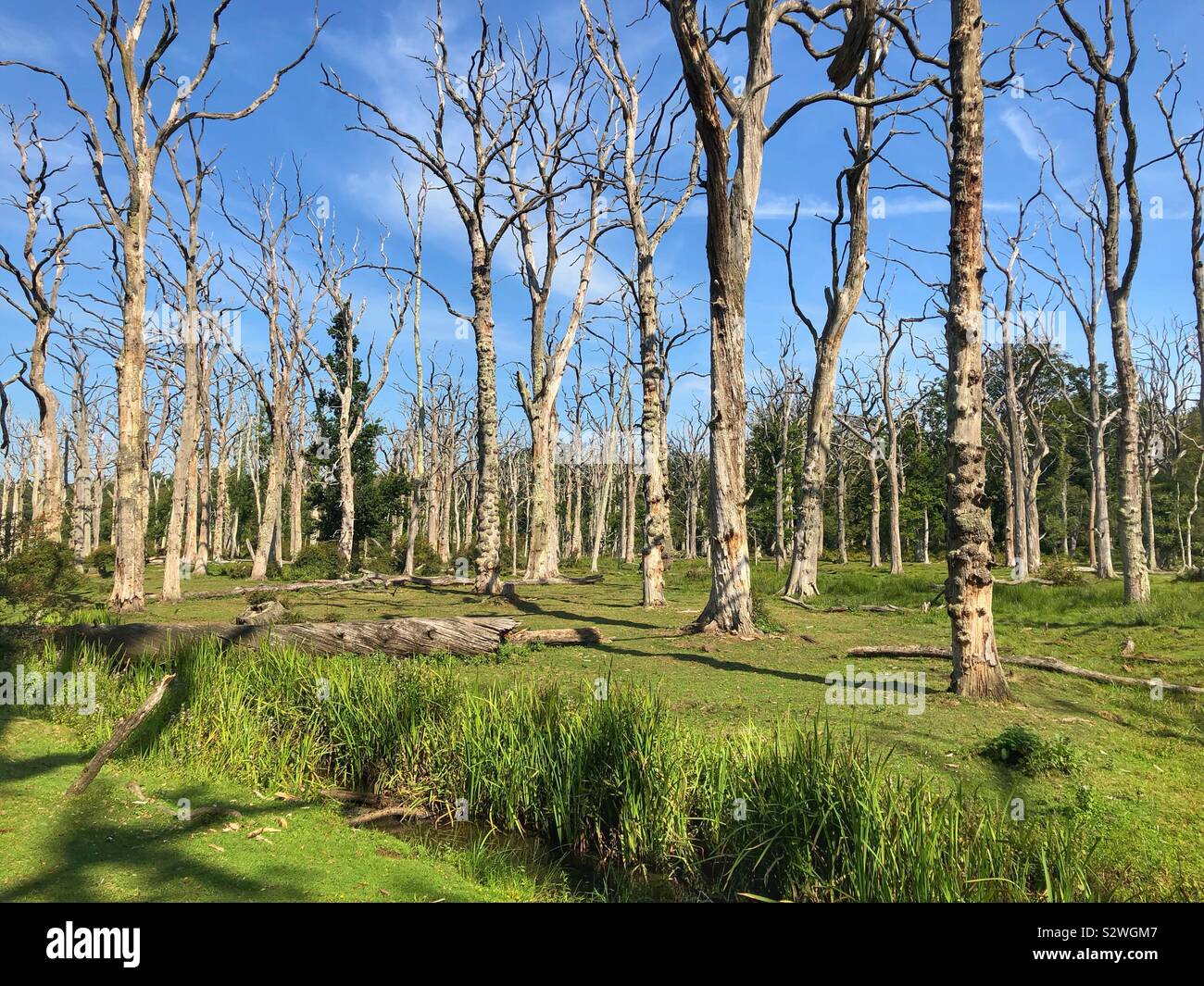 Dead oak trees in the New Forest National Park - Smartphone Captured Stock Image