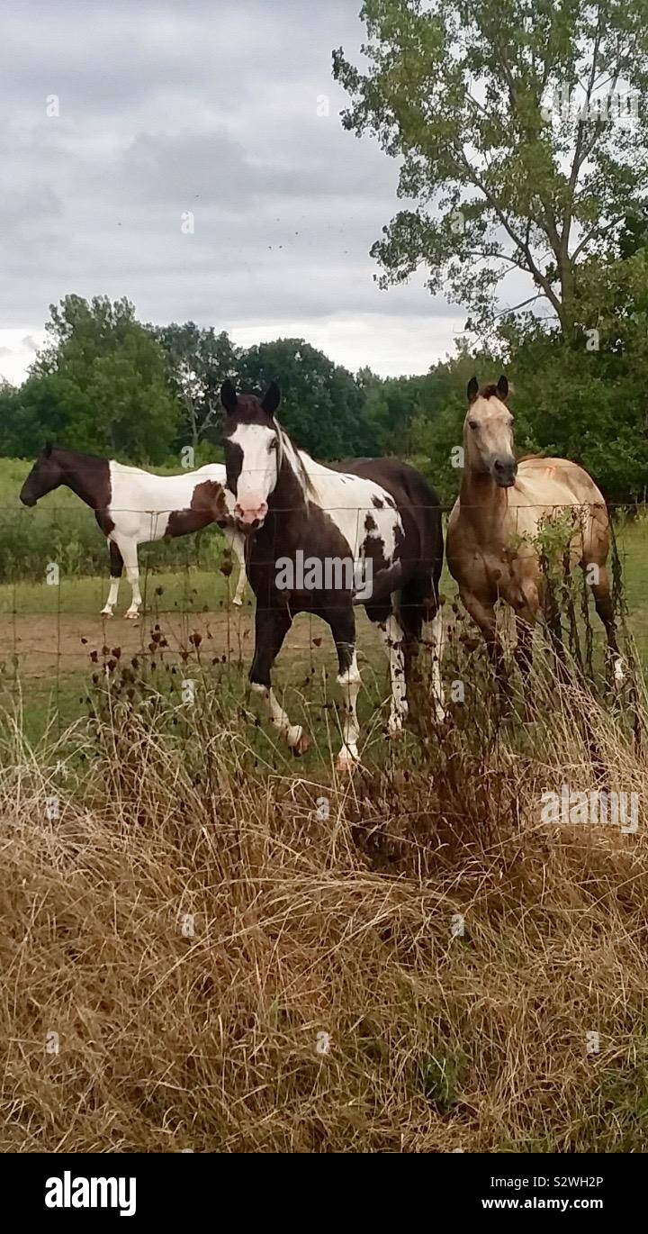 Three brown and white horses in field in country Stock Photo