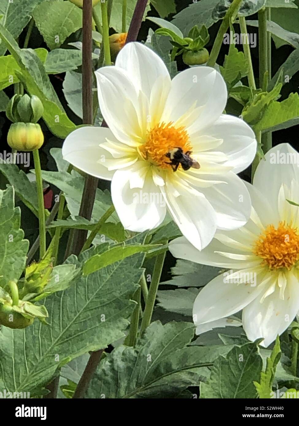 White flower with bumble bee Stock Photo