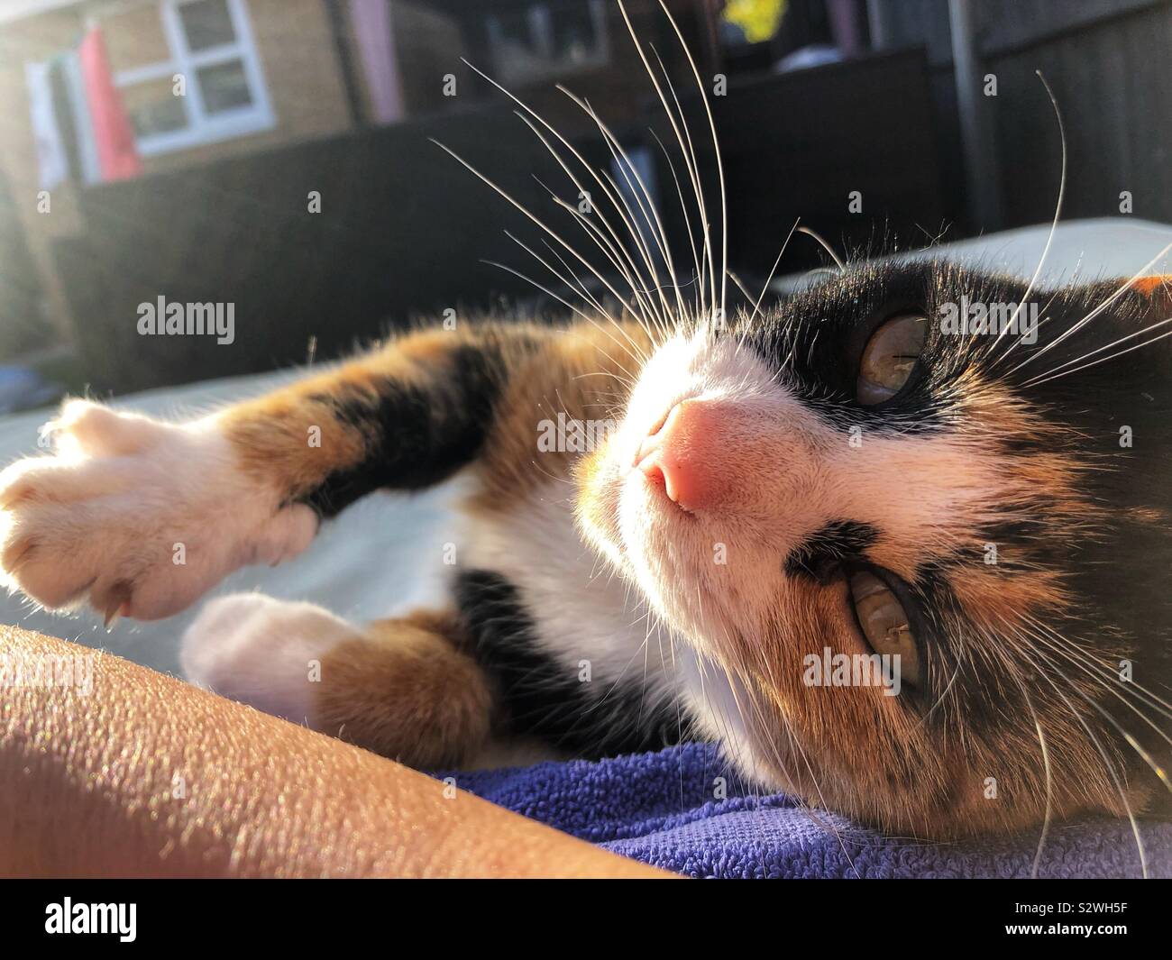 Sunbathing with my cat - Smartphone Captured Stock Image