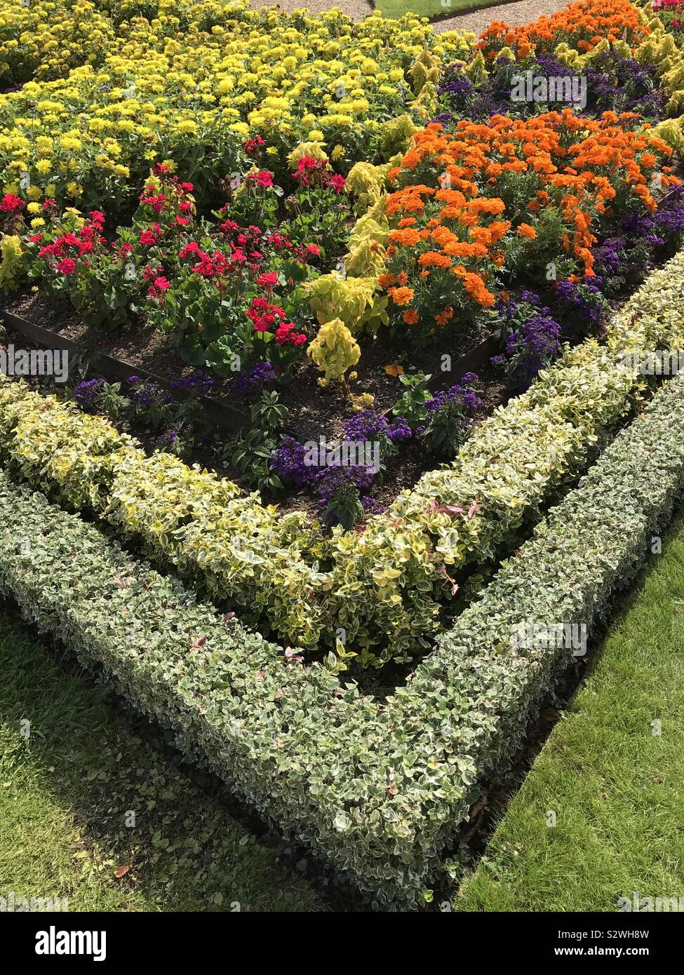 Part of a knot garden with box hedge infilled with colourful plants Stock Photo Alamy