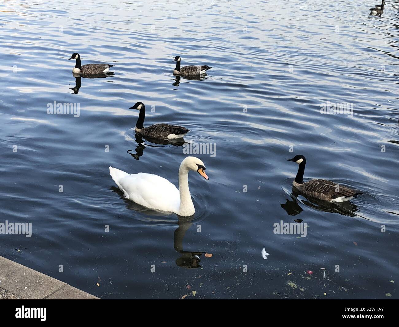 Duck, quacks, swan Stock Photo Alamy