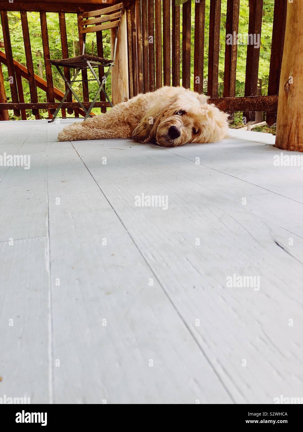 Fluffy blonde mutt lounging on a porch Stock Photo