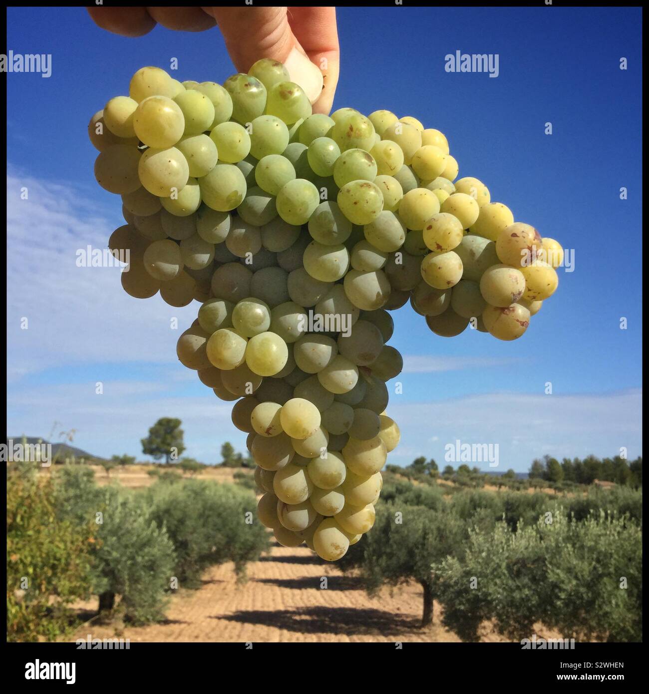 Bush-pruned Macabeo grapes at harvest, Catalonia, Spain. - Smartphone Captured Stock Image