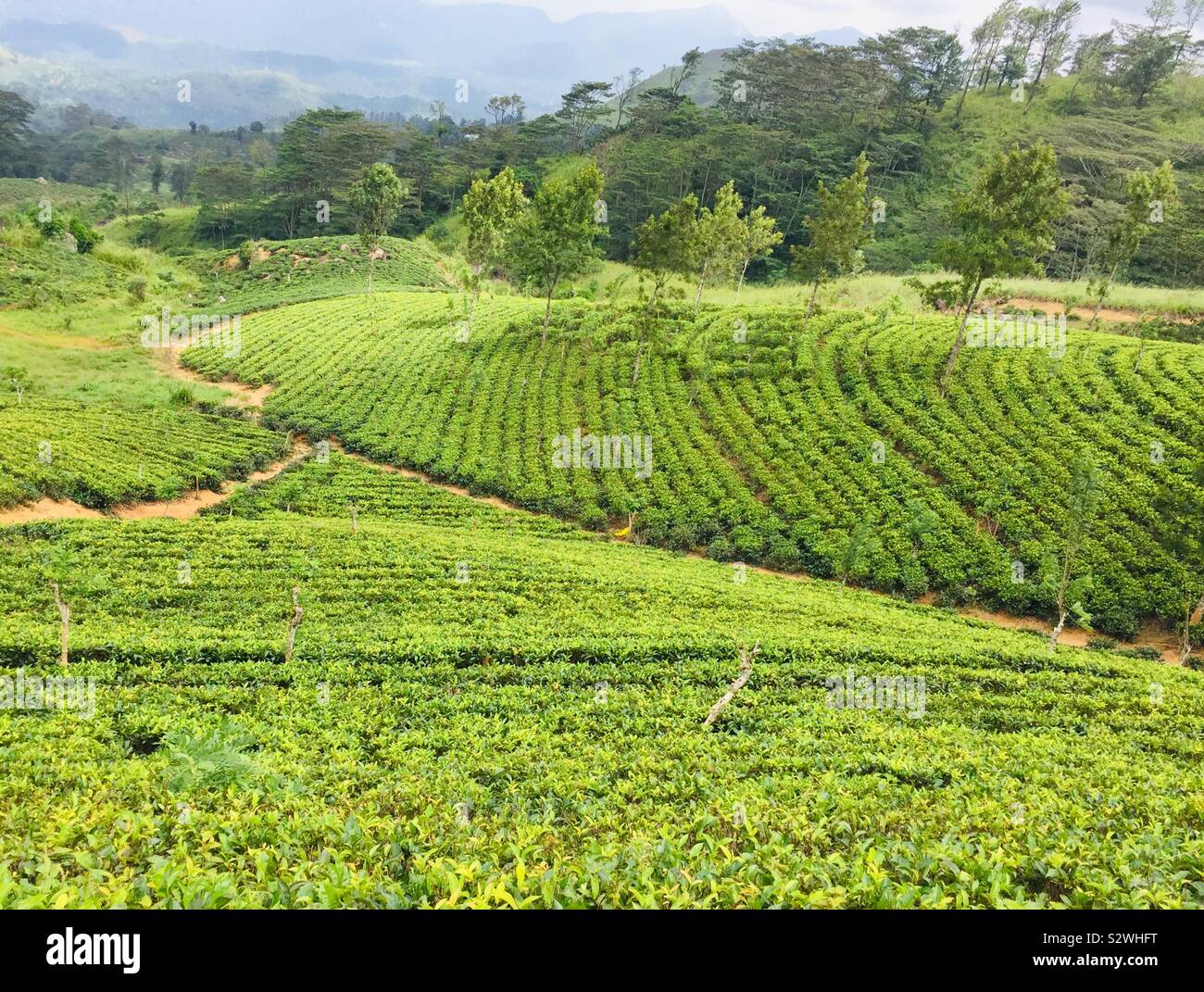 Kandy Tea Estate Stock Photo