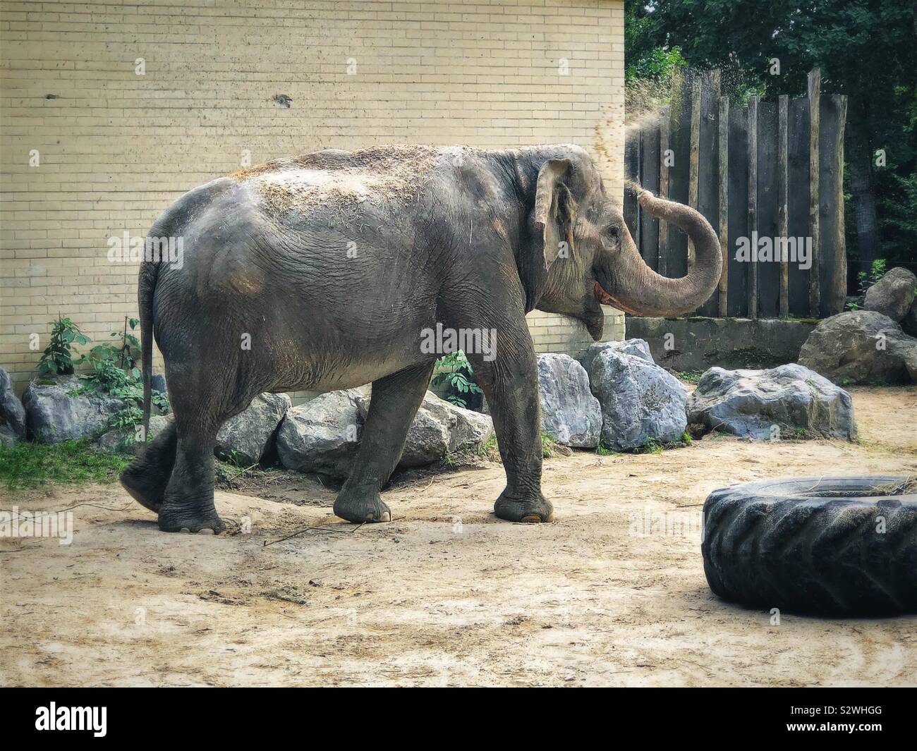 The Asian elephant (Elephas maximus) sand bathing at Ljubljana Zoo, Slovenia Stock Photo