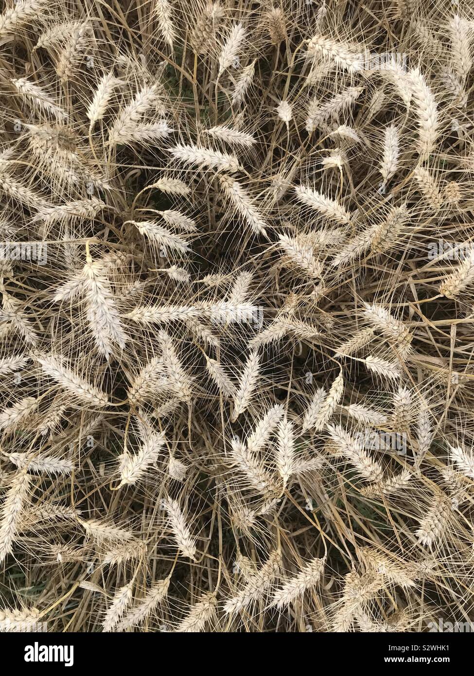 Autumn Barley in England - Smartphone Captured Stock Image